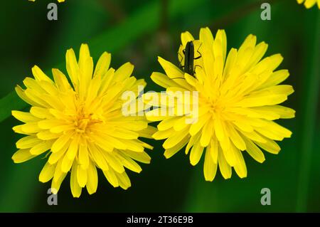 Löwenzahn Blumen. Flores de diente de León. Stockfoto