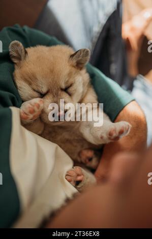 Gemischter Welpe, der in den Armen des Menschen schläft Stockfoto