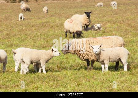 Schafe und Lämmer in der Frühlingssonne - John Gollop Stockfoto