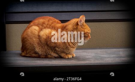 Schöne Katze in orangefarbener Farbe, die im Sommer in Russland auf der Bank sitzt. Stockfoto