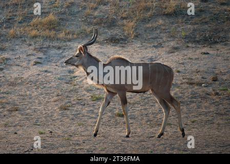 Kudu männlich. Kudu Macho Stockfoto