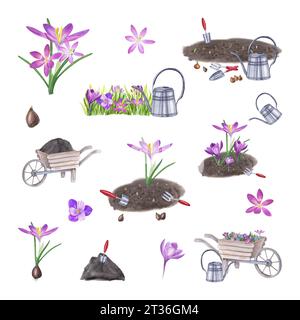 Set aus Krokussen, Zwiebeln, Boden, Gartenhandwerkzeugen. Pflanzen von Blumen in den Boden und Gießen. Frühlingsblumen, Gartengeräte. Aquarell Stockfoto