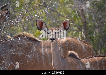 Kudu weiblich. Kudu-Hembra Stockfoto