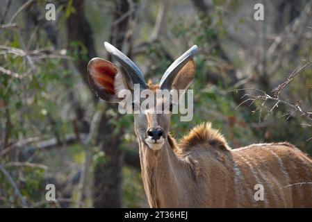 Kudu männlich. Kudu Macho Stockfoto