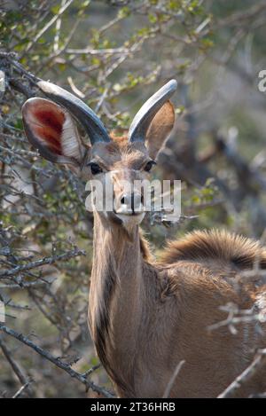 Kudu männlich. Kudu Macho Stockfoto