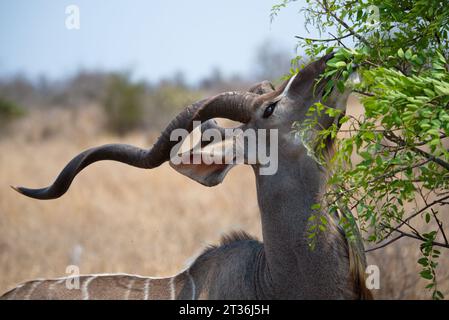 Kudu männlich. Kudu Macho Stockfoto