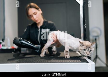 Porträt einer verängstigten Katze, die nach dem Rasieren und Baden im Friseursalon unter dem Fön trocknet. Haustierfriseur mit professionellem Service Stockfoto