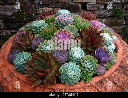 Nahaufnahme von mehrfarbigen fleischigen Blättern der zarten niedrig wachsenden Gartenpflanze Echeveria, die in Terrakotta-Töpfen wächst. Stockfoto