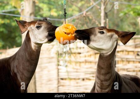 London, Großbritannien. Oktober 2023. Okapis feiern Halloween früh mit Kürbis-Leckereien im ZSL London Zoo in London. Quelle: SOPA Images Limited/Alamy Live News Stockfoto