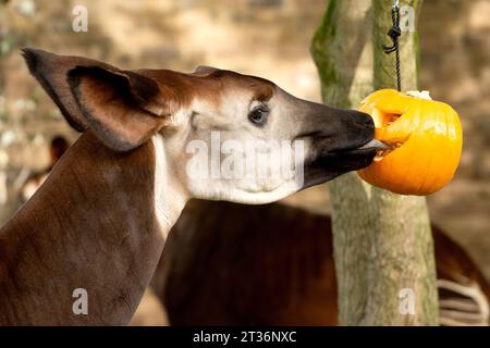 London, Großbritannien. Oktober 2023. Ein Okapis feiert Halloween früh mit Kürbis-Leckereien im ZSL London Zoo in London. Quelle: SOPA Images Limited/Alamy Live News Stockfoto