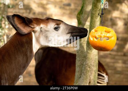 London, Großbritannien. Oktober 2023. Ein Okapis feiert Halloween früh mit Kürbis-Leckereien im ZSL London Zoo in London. (Foto: James Warren/SOPA Images/SIPA USA) Credit: SIPA USA/Alamy Live News Stockfoto