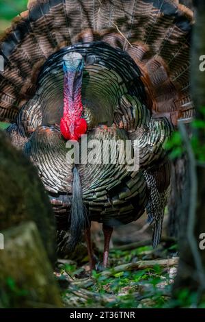 Ein männlicher tom turkey (Meleagris gallopavo), der im Frühling in Michigan, USA, im Wald steht. Stockfoto