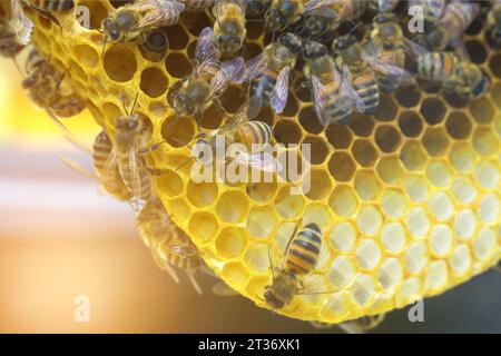 Ein Imker schaut auf einen Nestrahmen aus einem Kern - ein spezieller Bienenstock. Viele Bienen kriechen um den Rahmen herum. Landwirtschaftliches Konzept. Stockfoto