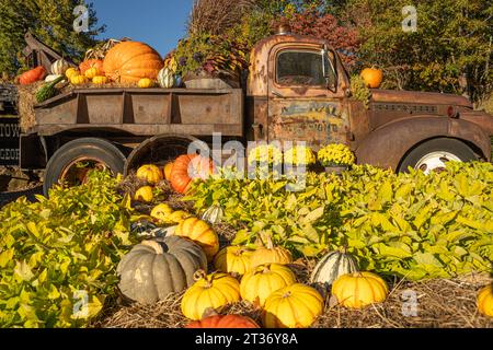 Vintage-Schlepper mit Kürbissen und Herbstlaub am Eingang zu den Georgia Mountain Fairgrounds in Hiawassee, Georgia. (USA) Stockfoto