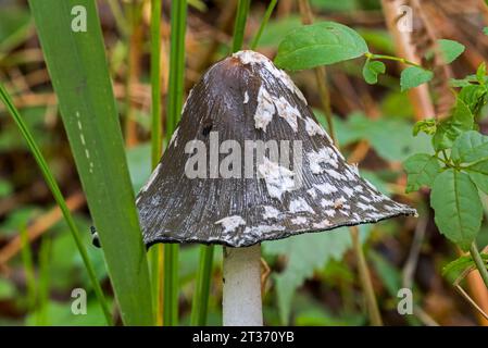 Magpie Pilz / Elster Pilz / Elster Tintenkappen Pilz (Coprinopsis picacea / Coprinus picaceus) Pilz im Herbstwald Stockfoto