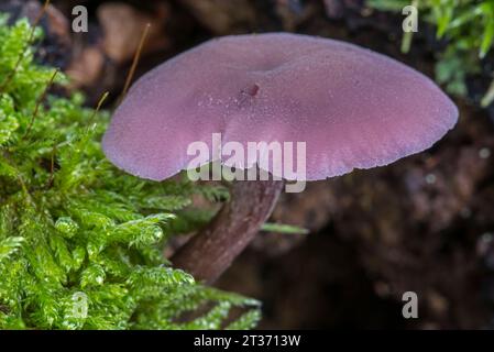 Amethyst-Betrüger / Amethyst laccaria (Laccaria amethystina) Flieder Pilz wächst im Herbst/Herbst im Wald Stockfoto