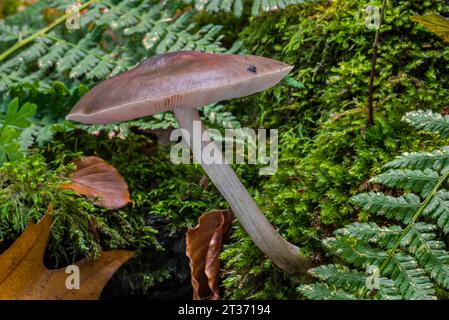 Hirschschild / Hirschpilz / Rehpilz (Pluteus cervinus / Agaricus cervinus), der im Herbst/Herbst auf verfaultem Baumstumpf wächst Stockfoto