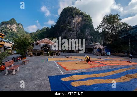 Reisernte in Dong Van, Ha Giang, Vietnam Stockfoto