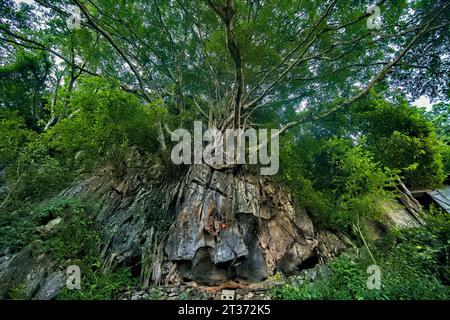 Wassergottschrein und Baum, Dong Van, Ha Giang, Vietnam Stockfoto