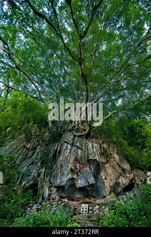 Wassergottschrein und Baum, Dong Van, Ha Giang, Vietnam Stockfoto