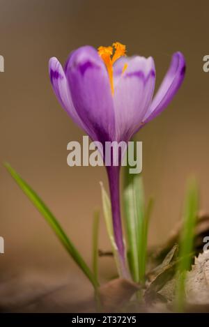 Wilde Krokusblüten im Regionalpark Prytysianskyi, Ukraine Stockfoto