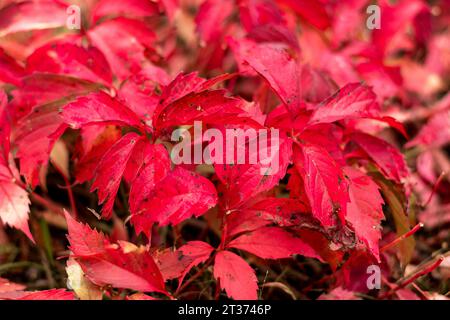 Rote Weinblätter (Vitis vinifera). Herbstatmosphäre. Prävalenz der Farbe Rot. Stockfoto