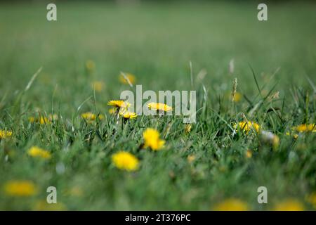 Gelb blühende Löwenzahn auf einer Wiese im Frühling Stockfoto