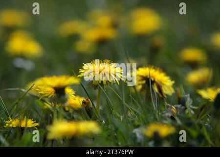 Gelb blühende Löwenzahn auf einer Wiese im Frühling Stockfoto
