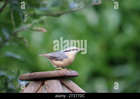 Eurasian Nuthatch (Sitta europaea), Songbird, Sitting, Garten, Deutschland, der Nuthatch sitzt auf einem Futterhäuschen im Garten Stockfoto