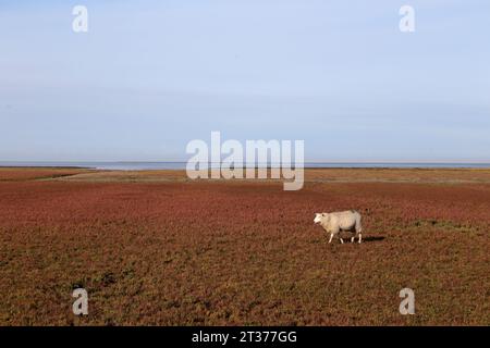 Schafe auf dem Deich im Herbst an der Nordseeküste Stockfoto