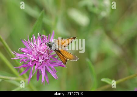 Großer Skipper (Ochlodes venatus), auf Blume eines braunen Knabenkrauts (Centaurea jacea), Wilden, Nordrhein-Westfalen, Deutschland Stockfoto