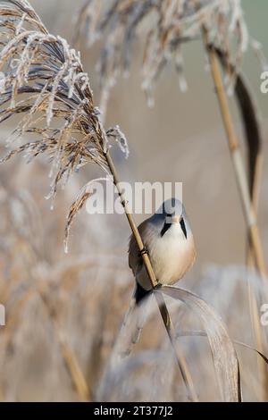 Bärtiger Reedling (Panurus biarmicus), männlich auf der Suche nach Samen auf einem im Winter mit Frost bedeckten Schilfstiel, Brandenburg, Deutschland Stockfoto