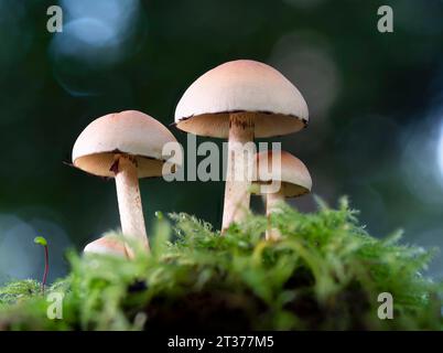 Gruppe grüner Schwefeltuft (Hypholoma fasciculare), Nordrhein-Westfalen, Deutschland Stockfoto