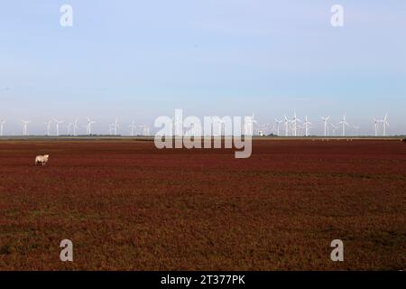 Schafe auf dem Deich im Herbst an der Nordseeküste Stockfoto