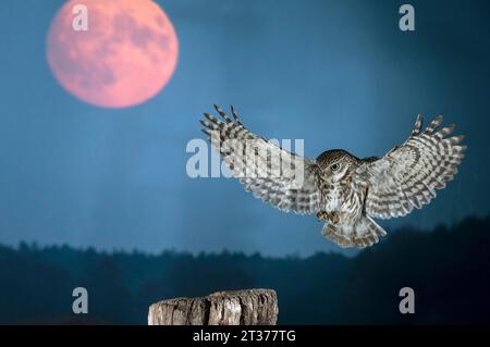 Die kleine Eule (Athene noctua) nähert sich einem alten, verwitterten Wiesenpfosten bei Glutmond, Nordrhein-Westfalen Stockfoto