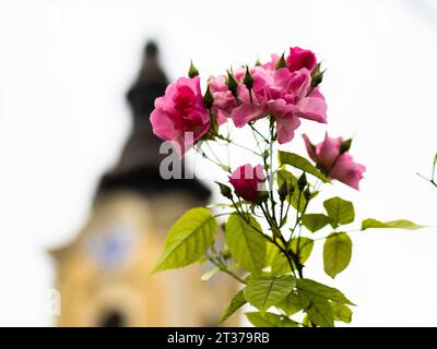 Rosen (Rosa), hinter dem Turm der Jakobikirche, Leoben, Steiermark, Österreich Stockfoto