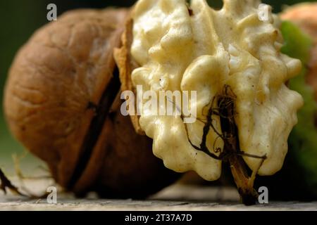 Eine Nahaufnahme von zwei Walnüssen Stockfoto