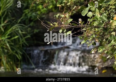 Grauschwanz (Motacilla cinerea), auf einem Ast über einem Bach stehend, Hessen, Deutschland Stockfoto