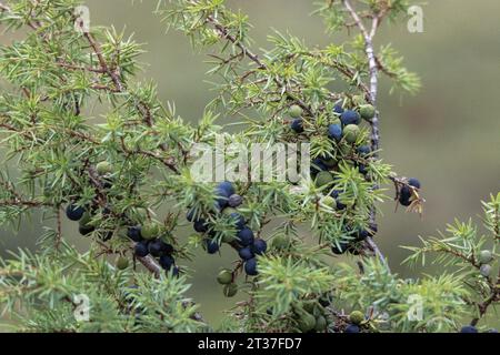 Wacholderbeeren in Svarterabben, Mosdalen, Ørsta, Norwegen, zeigen die Stadien der Reifung und sogar ein Schrumpfen. Stockfoto