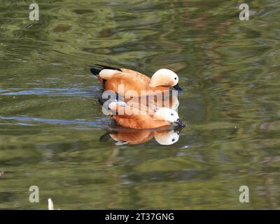 Ruddy Shelenten (Tadorna ferruginea) in Aktion Stockfoto