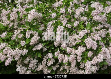 Syringa - Flieder blüht im Frühjahr. Stockfoto