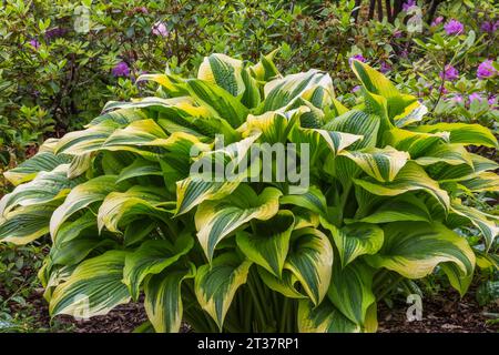 Hosta in Mulchrand mit rosa blühenden Rhododendron-Sträuchern im Frühjahr. Stockfoto