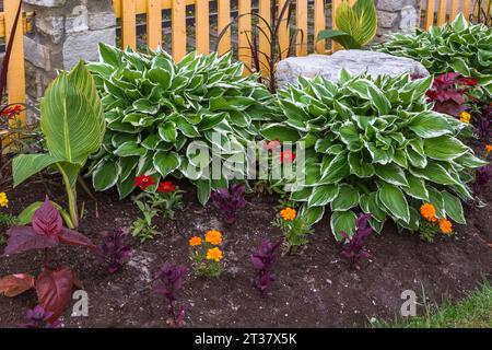 Hosta 'Shade Fanfare', rotes Zinnia, orange Tagetes - Marigold, Canna - Indian Shot, purpurrotes Solenostemon - Coleus in Border im Frühjahr. Stockfoto