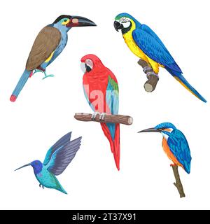 Set von bunten tropischen Vögeln, Ara, Tukan, Kolibri, isoliert auf weißem Hintergrund. Handgezeichnete Vektorgrafik Stock Vektor