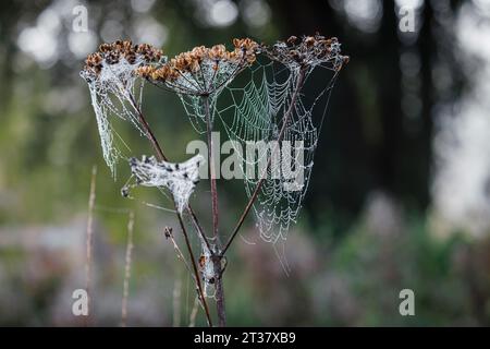 Spinnennetze auf den braunen Samenköpfen von umbelliferösen Pflanzen in Horsell Common, Woking, Surrey mit frühmorgendlichen Tau-Tropfen Stockfoto
