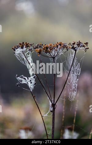 Spinnennetze auf den braunen Samenköpfen von umbelliferösen Pflanzen in Horsell Common, Woking, Surrey mit frühmorgendlichen Tau-Tropfen Stockfoto