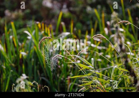 Ein Spinnennetz hängt an der Samenkopf eines wilden Grasstamms, der in Horsell Common, Woking, Surrey wächst, mit Tautropfen am frühen Morgen Stockfoto