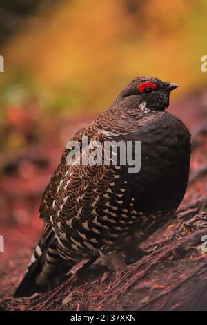 Während ich einen Berg hinaufwanderte, stieß ich auf dieses Fichtenhühnchen. Zuerst war es kalt, aber als ich versuchte, ihn zu überholen, versuchte ich, mir die Knöchel zu picken. Stockfoto