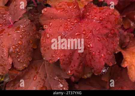 Heuchera - Korallenblüten mit Regentropfen im Frühjahr. Stockfoto