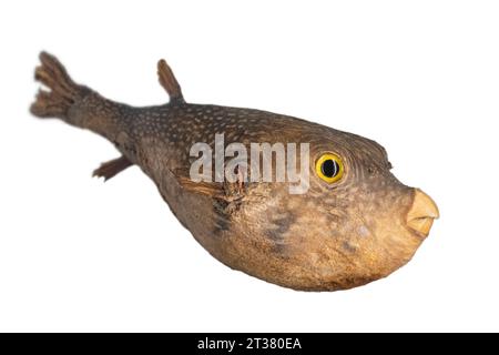 Der Weißgefleckte Kugelfisch (Arothron hispidus) isolierte Ion auf weißem Hintergrund Stockfoto